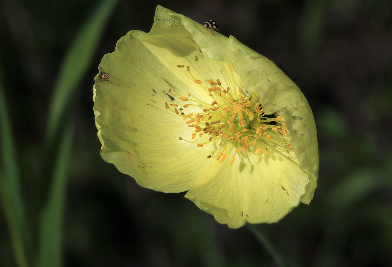 Изображение особи Papaver amurense.