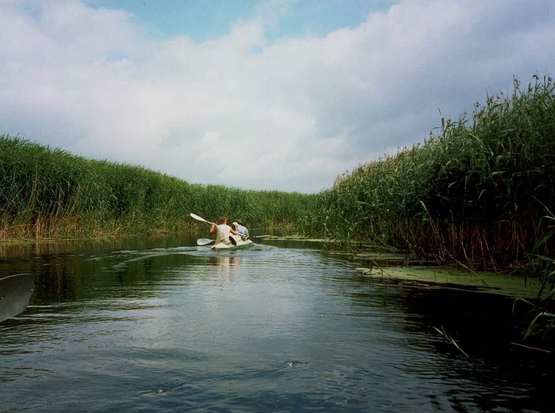 Изображение особи Phragmites australis.