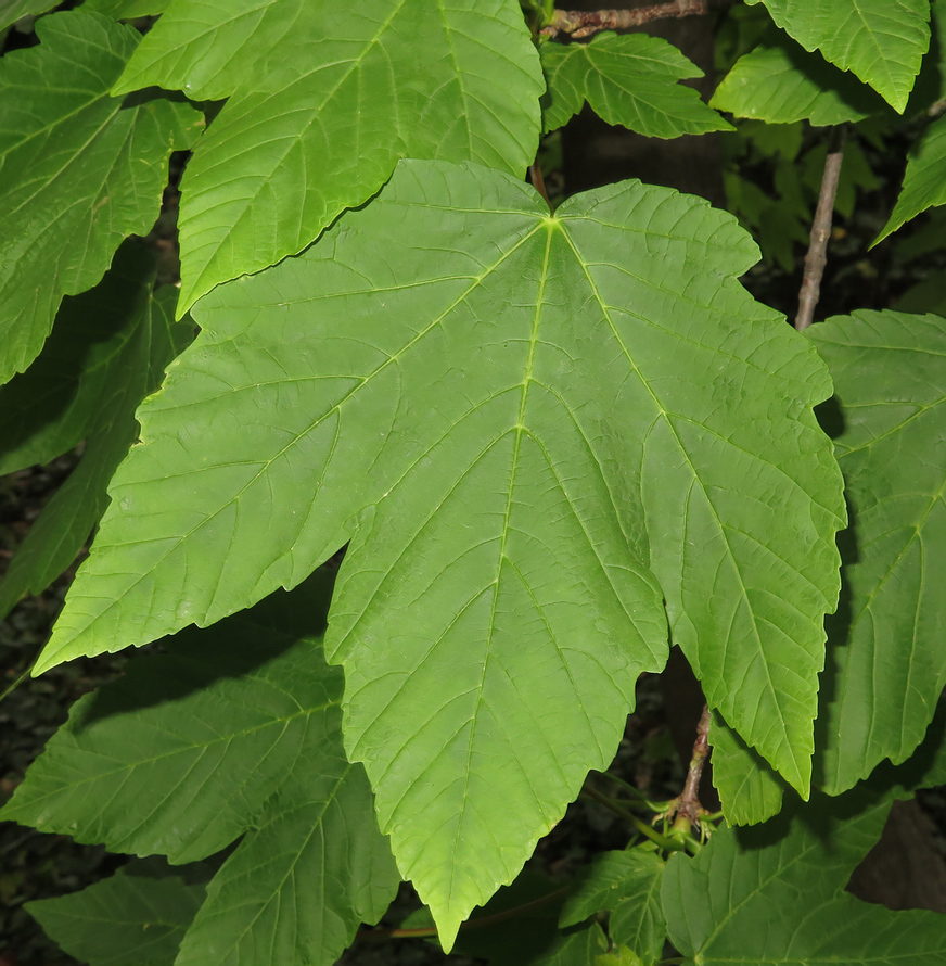 Image of Acer velutinum specimen.