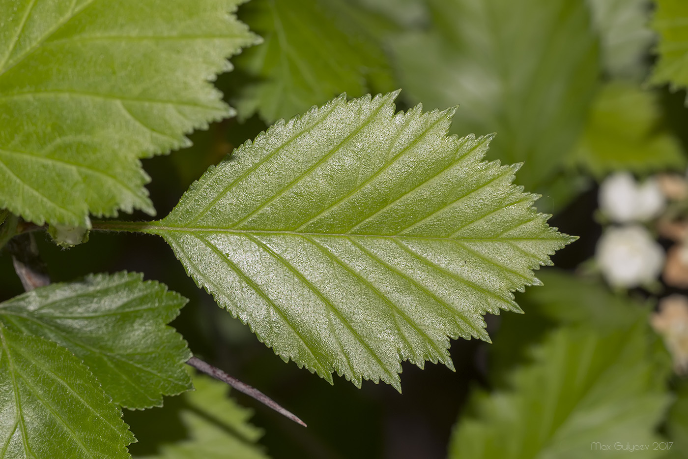 Image of genus Crataegus specimen.