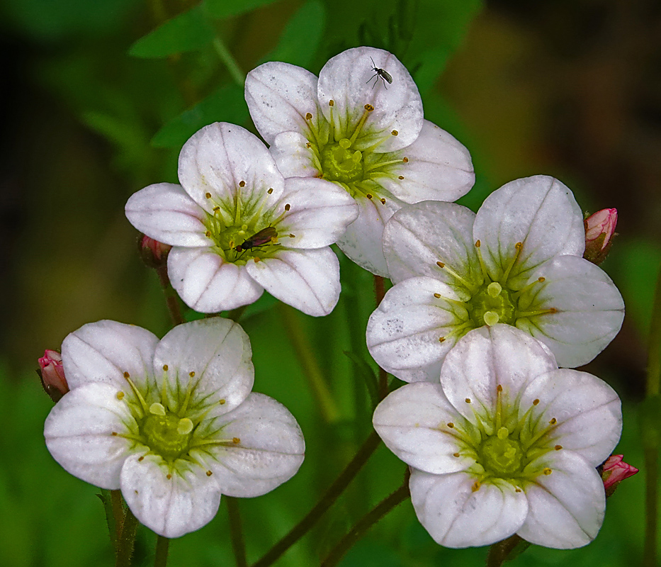 Image of Saxifraga × arendsii specimen.