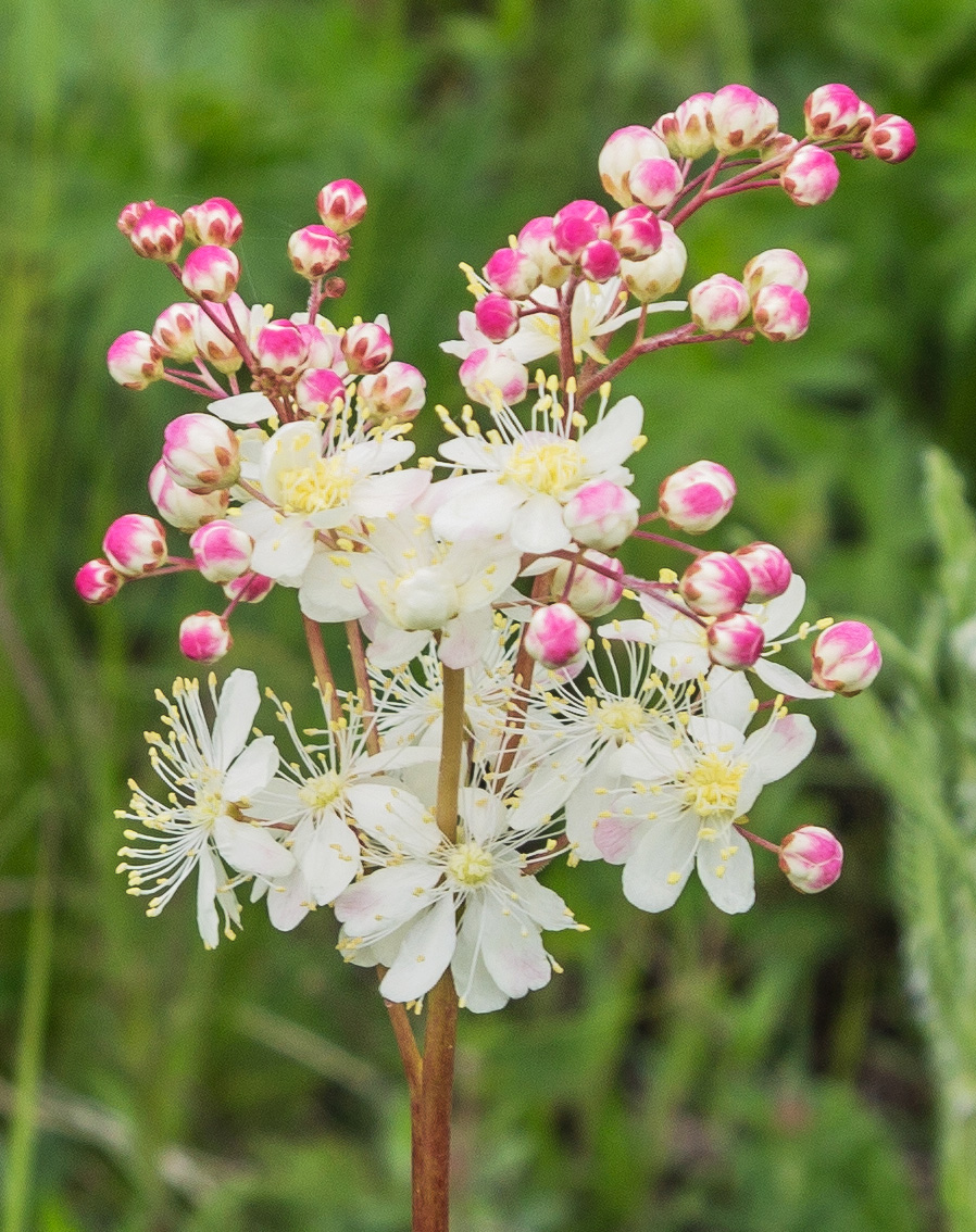 Изображение особи Filipendula vulgaris.