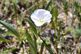 Convolvulus lineatus. Верхушка цветущего растения. Крым, Арабатская стрелка, урочище Рожково, ракушечный пляж. 30.05.2017.