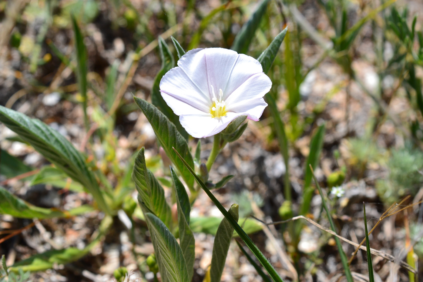 Изображение особи Convolvulus lineatus.