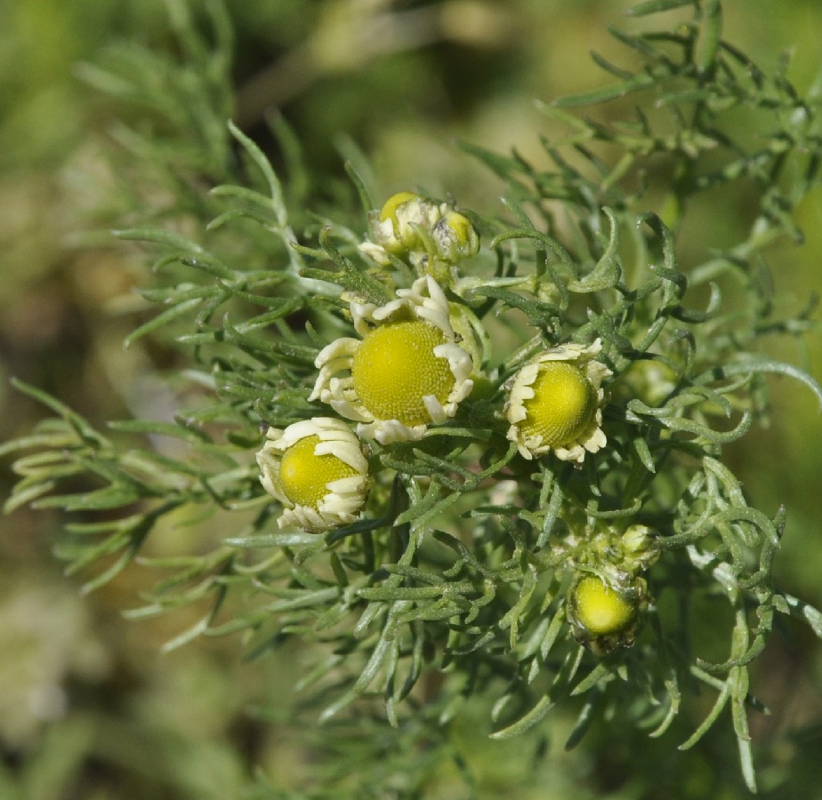 Изображение особи Matricaria discoidea.