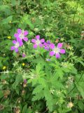 Geranium sylvaticum