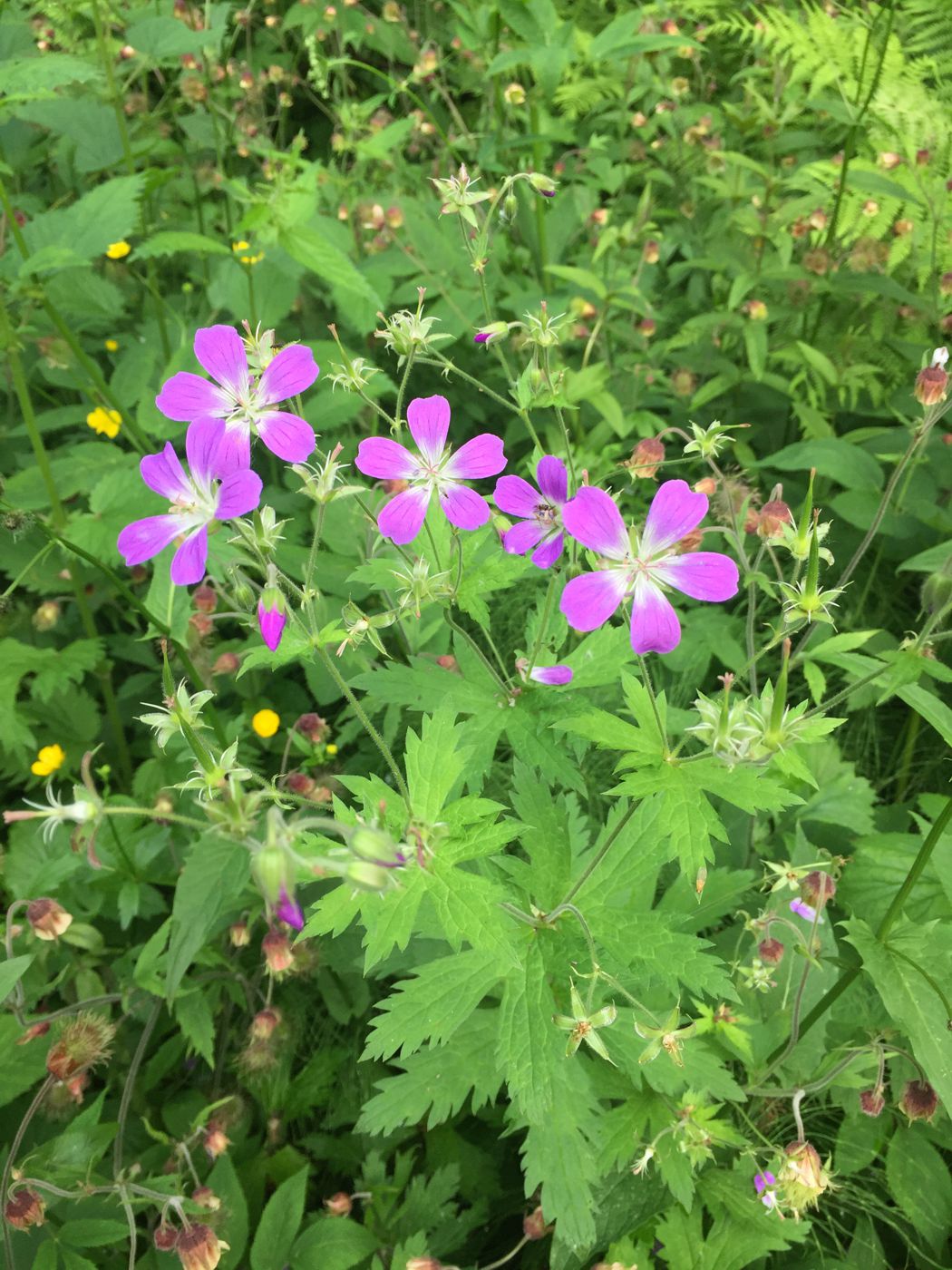 Изображение особи Geranium sylvaticum.