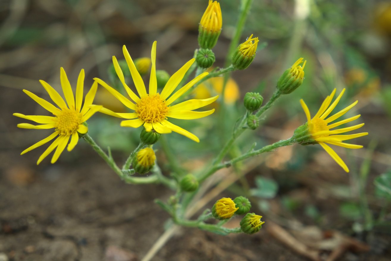 Изображение особи род Senecio.