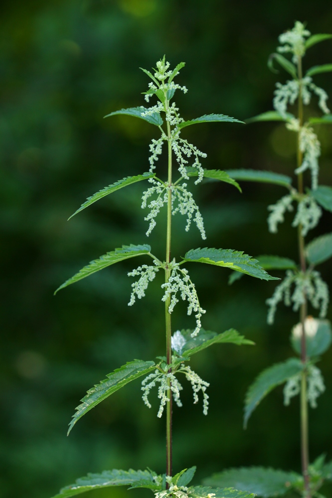 Image of Urtica angustifolia specimen.