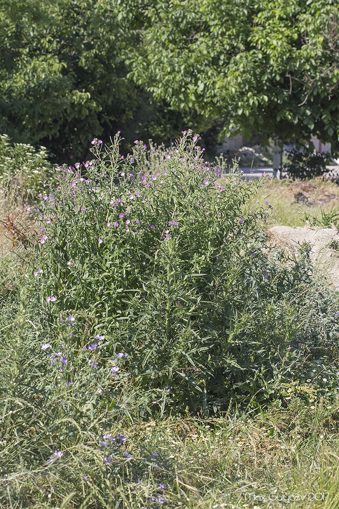 Изображение особи Epilobium villosum.