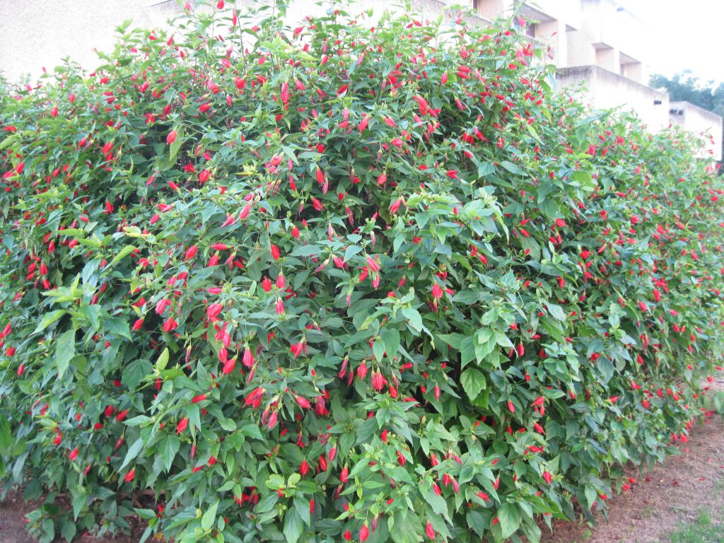 Изображение особи Malvaviscus penduliflorus.