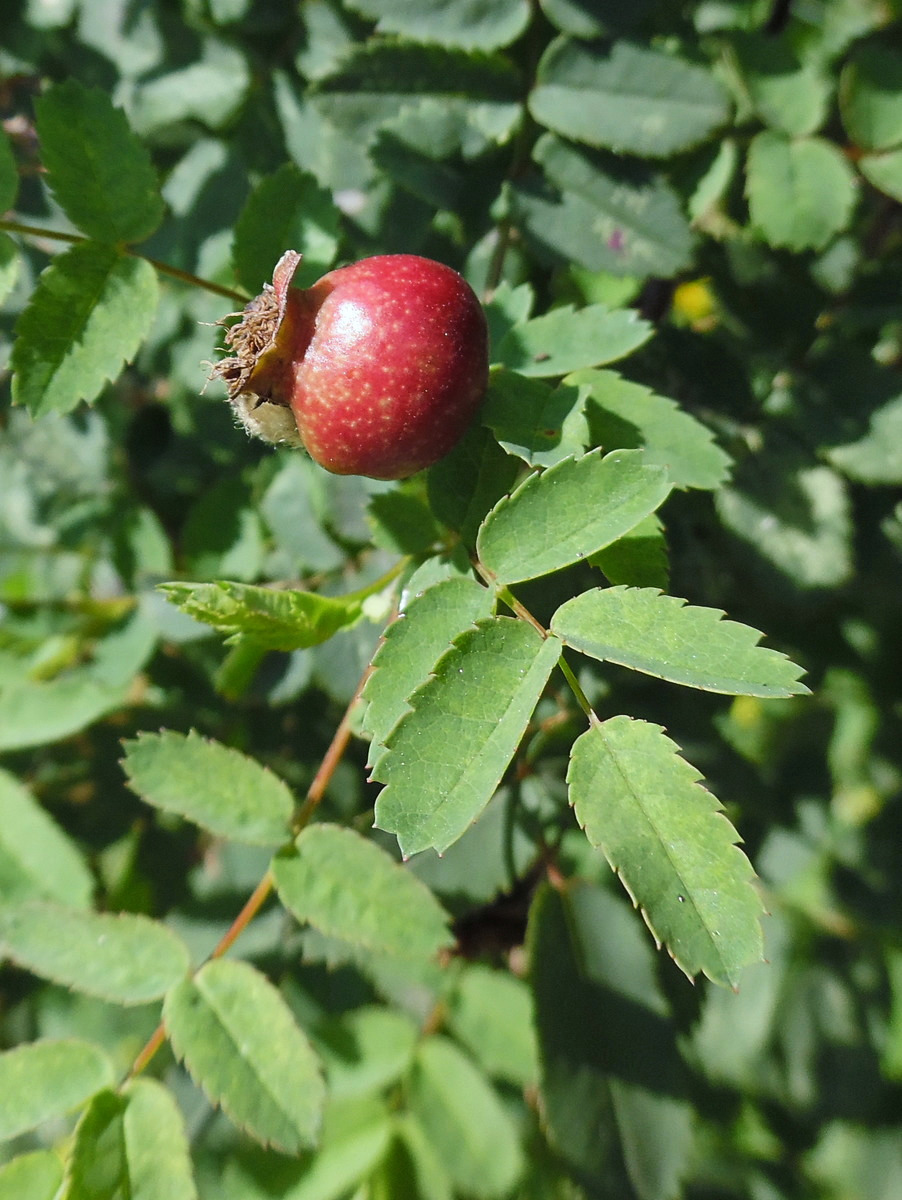 Изображение особи Rosa spinosissima.