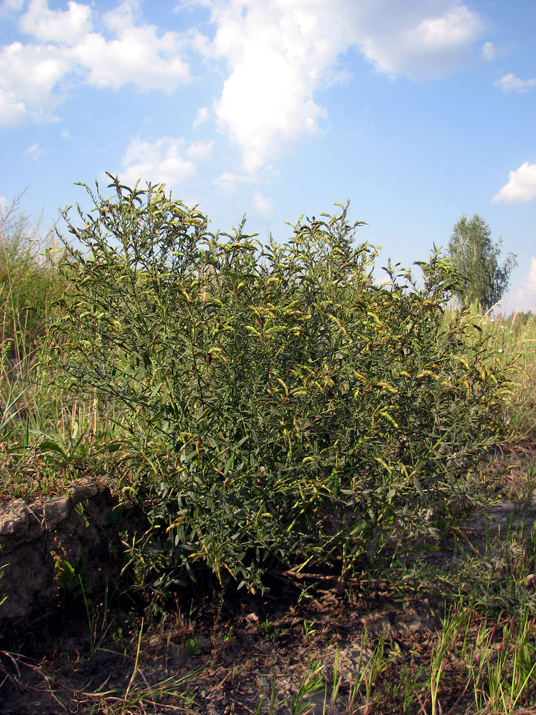 Изображение особи Genista tinctoria.