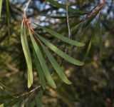 Hakea multilineata