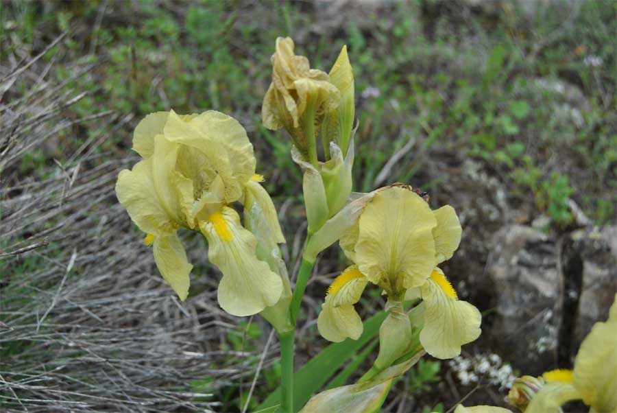 Изображение особи Iris imbricata.