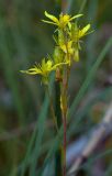 Saxifraga hirculus