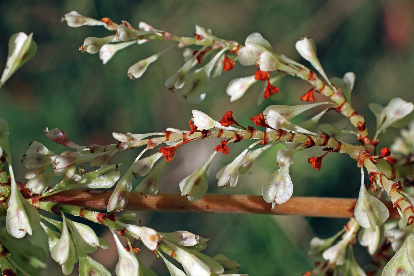 Image of Reynoutria japonica specimen.