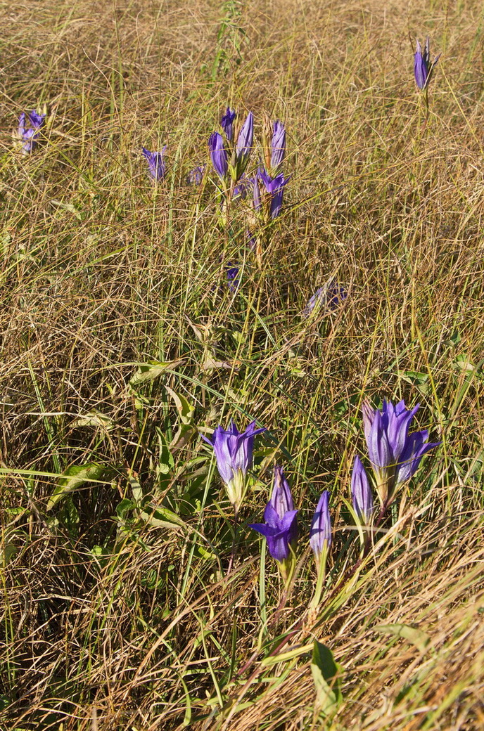 Изображение особи Gentiana pneumonanthe.