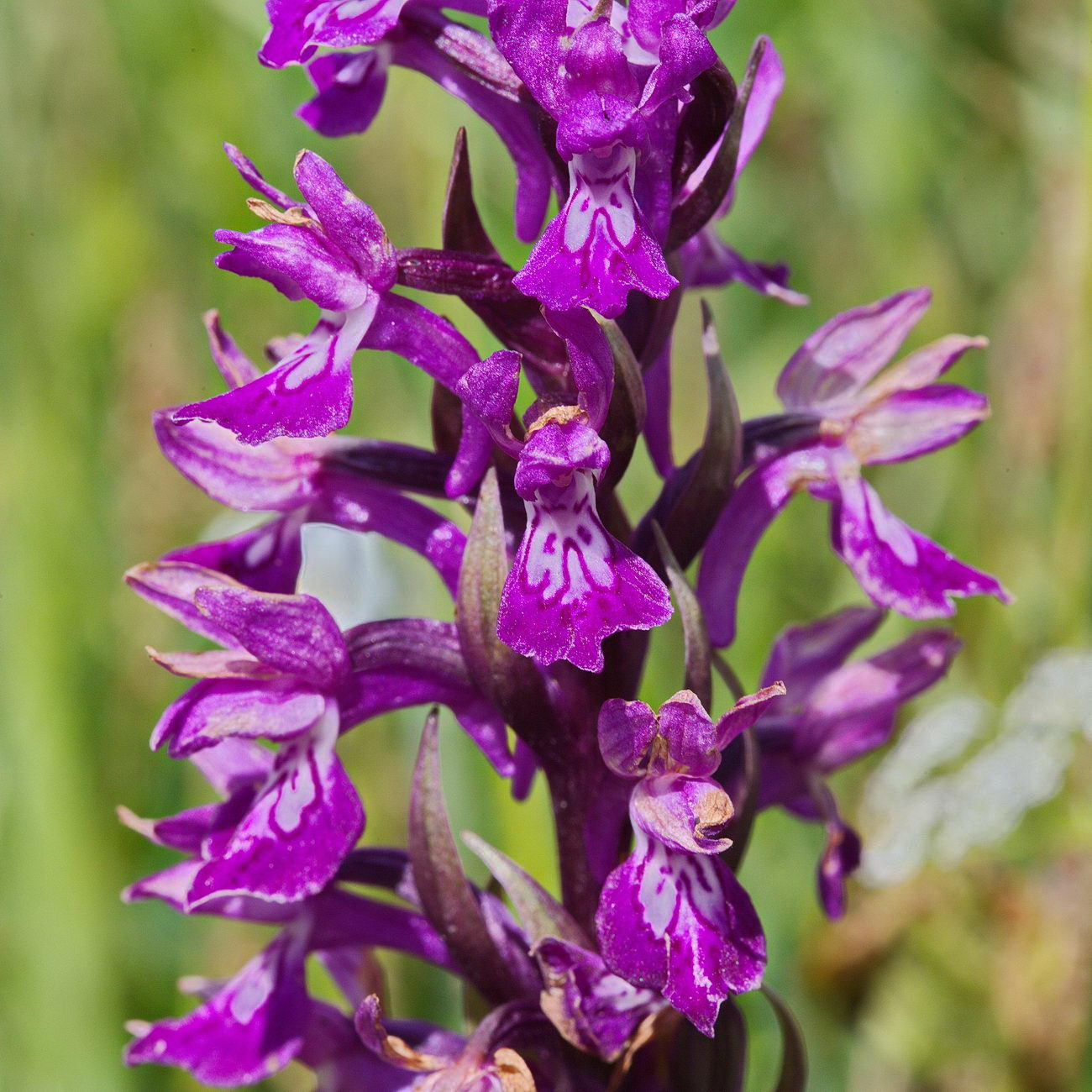Image of Dactylorhiza umbrosa specimen.