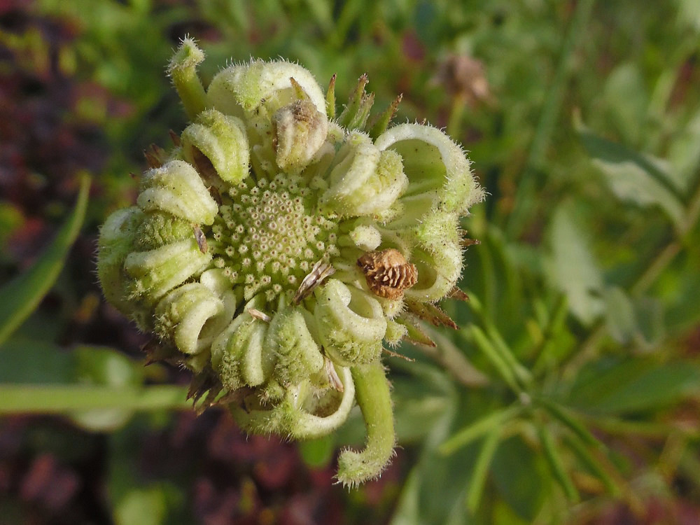 Image of Calendula officinalis specimen.