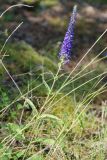 Veronica spicata подвид bashkiriensis. Цветущее растение. Башкирия, Белорецкий р-н, окр. с. Кага. 16.07.2008.