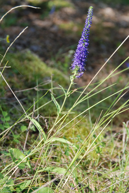 Image of Veronica spicata ssp. bashkiriensis specimen.