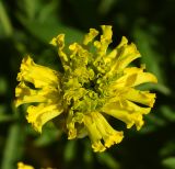 Tagetes erecta