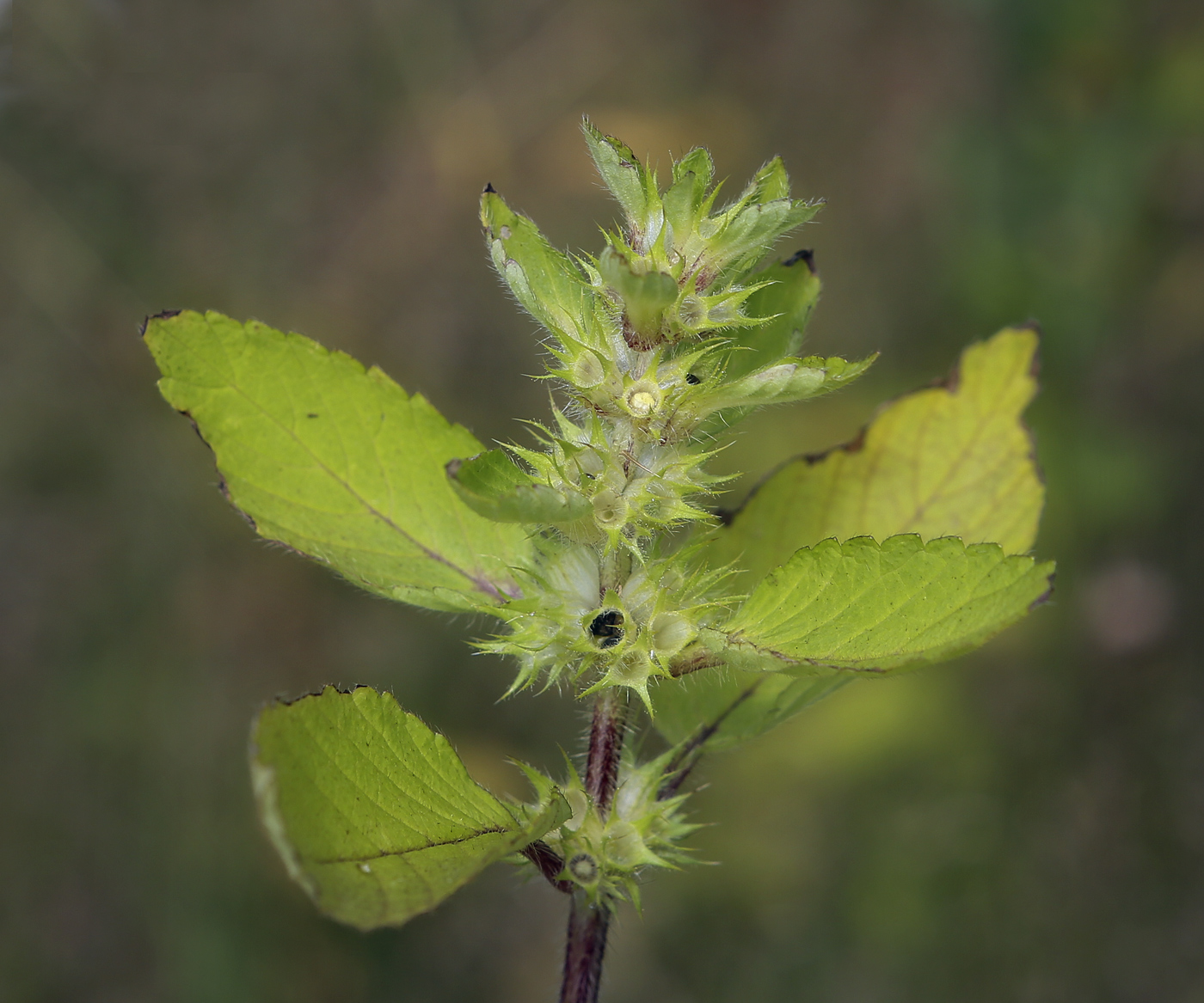 Image of Galeopsis speciosa specimen.