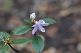 genus Rhododendron. Цветки, листья и верхушка побега. Китай, Юньнань, горы Shibaoshan (Shibao Shan), окр. храма Шицзхон (Shizhong Temple), смешанный лес. 26 октября 2016 г.