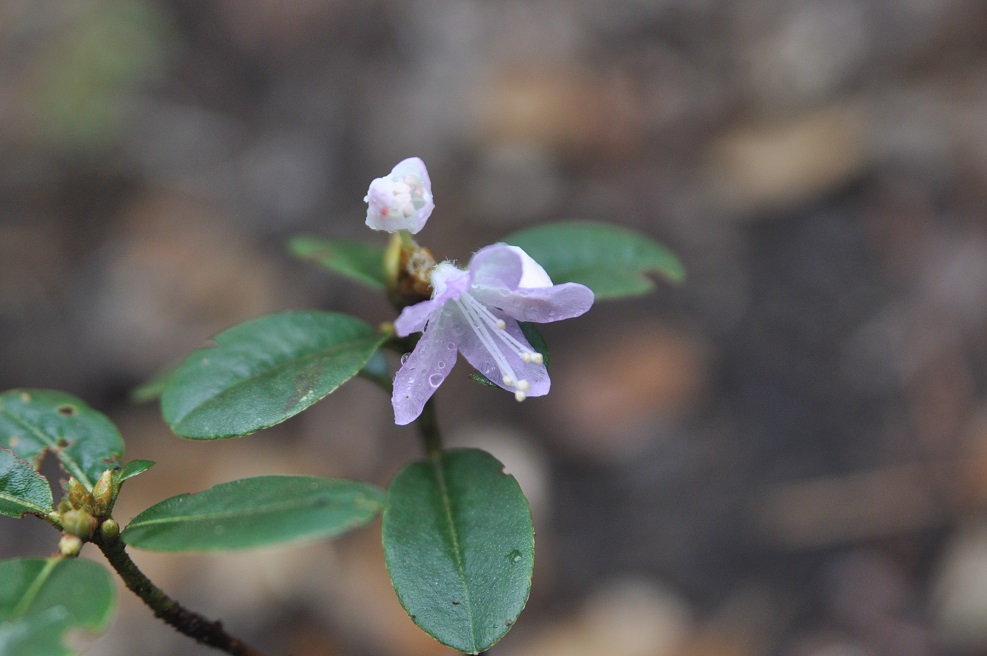 Изображение особи род Rhododendron.