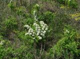 Spiraea media