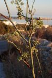 Foeniculum vulgare