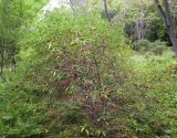 Prinsepia sinensis. Плодоносящее растение. Приморский край, Уссурийский городской округ, окр. с. Горно-Таёжное, Дендрарий ГТС им. В. Л. Комарова. 13.09.2017.