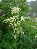 Aconogonon alpinum