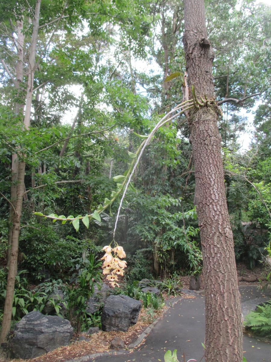 Image of Dendrobium pulchellum specimen.