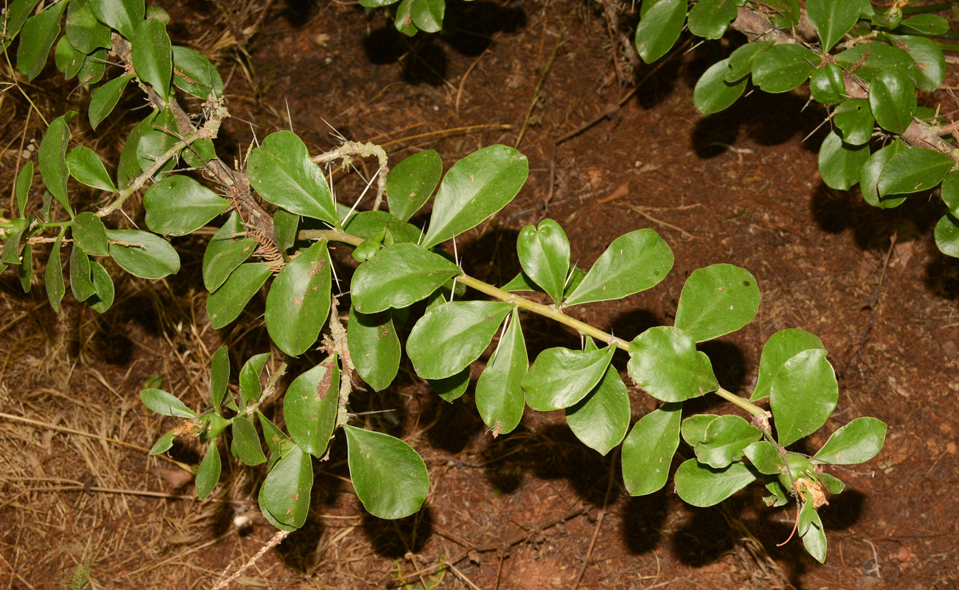 Image of genus Pereskia specimen.