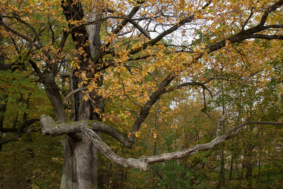 Image of Quercus robur specimen.