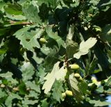 Quercus robur. Веточки с незрелыми плодами и листья (справа вид с нижней стороны). Восточный Казахстан, г. Усть-Каменогорск, парк Жастар, в культуре. 11.08.2017.