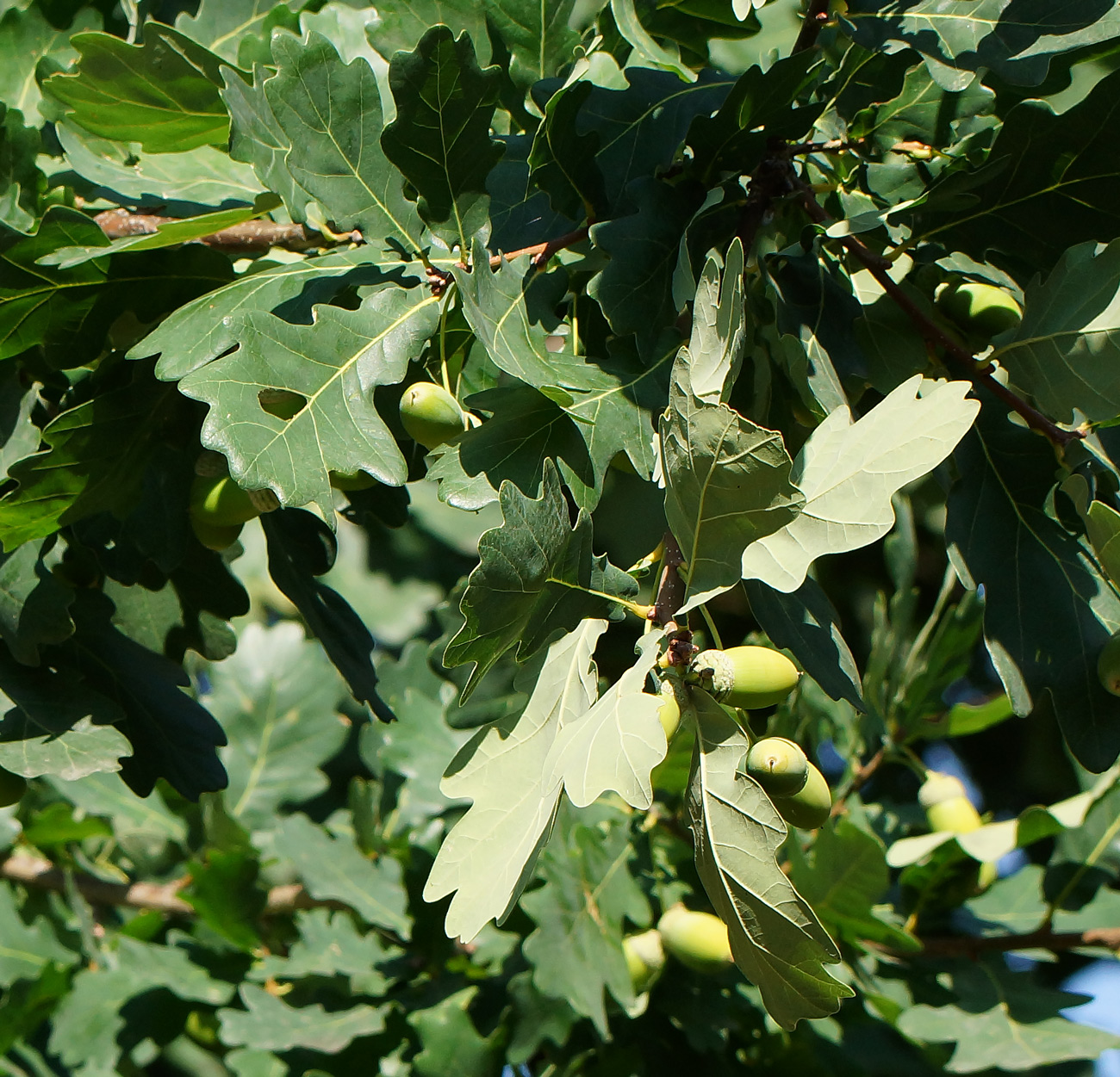 Image of Quercus robur specimen.