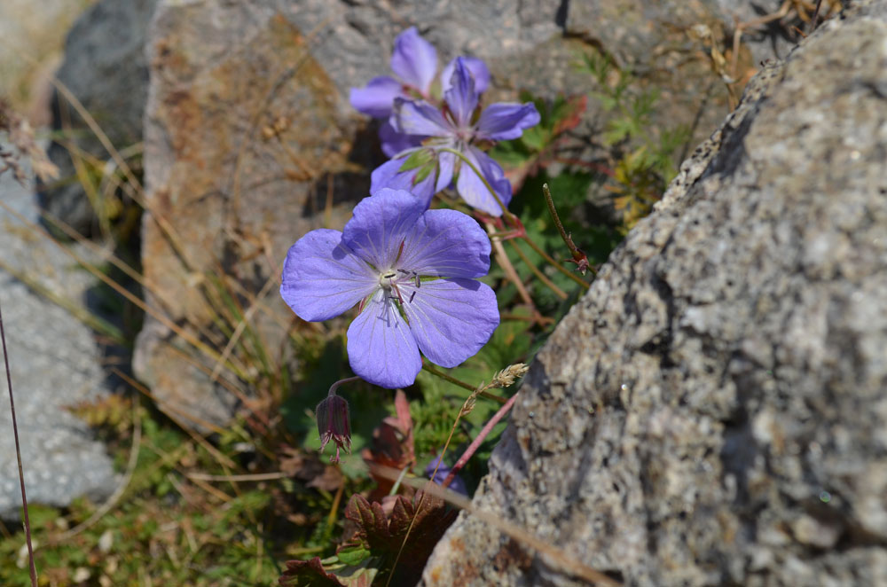 Image of Geranium saxatile specimen.