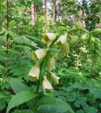 Digitalis grandiflora. Верхушка цветущего растения. Средний Урал, Пермский край, Кунгурский р-н, окр. с. Филипповка, правый берег р. Сылва, подножие камня Ермак, пологий склон, лесная поляна с высокой травой. 16.07.2017.