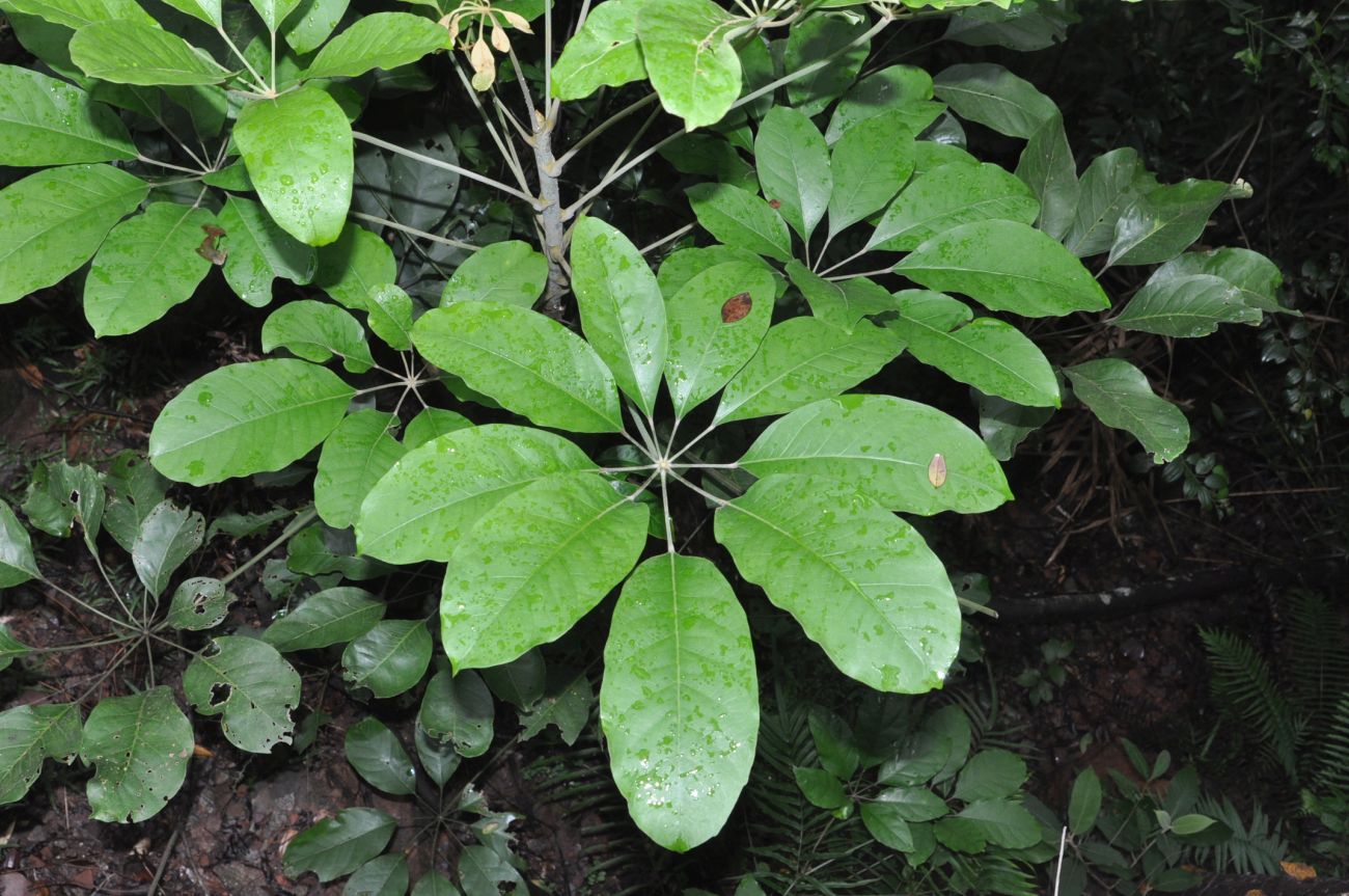Изображение особи род Schefflera.