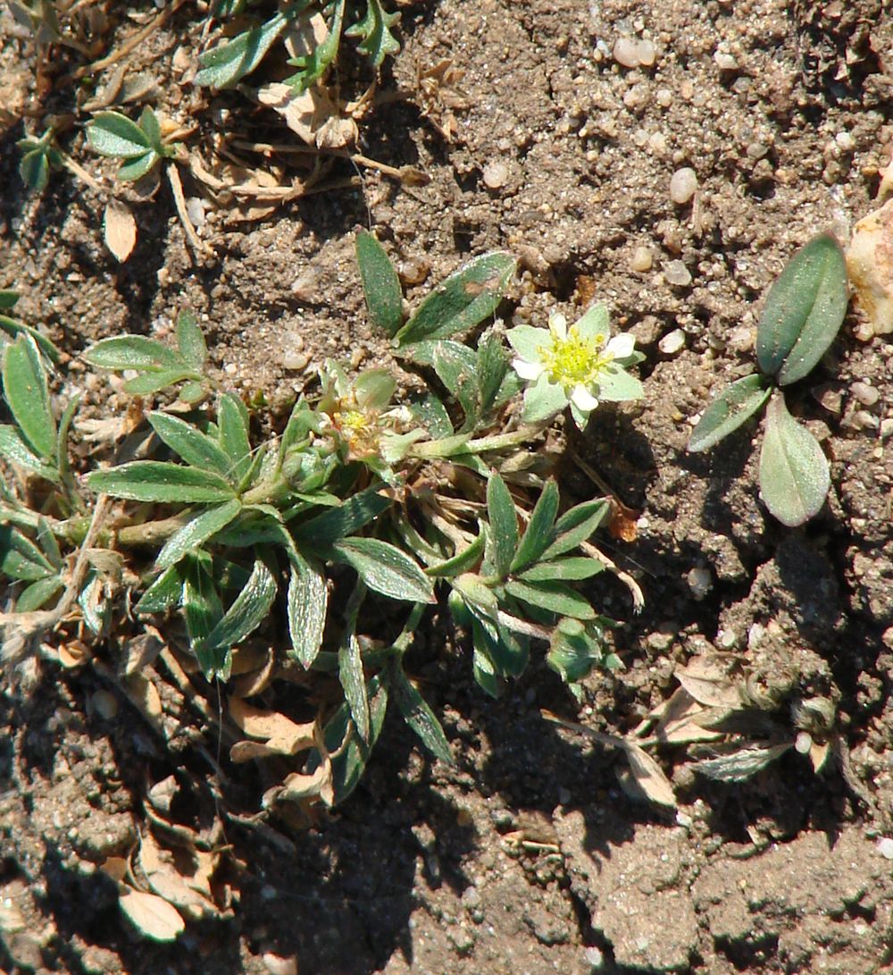 Изображение особи Sibbaldianthe adpressa.