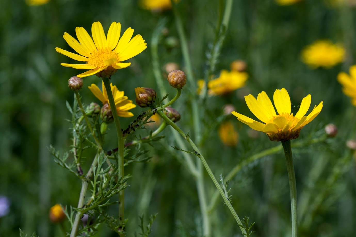 Изображение особи Glebionis coronaria.