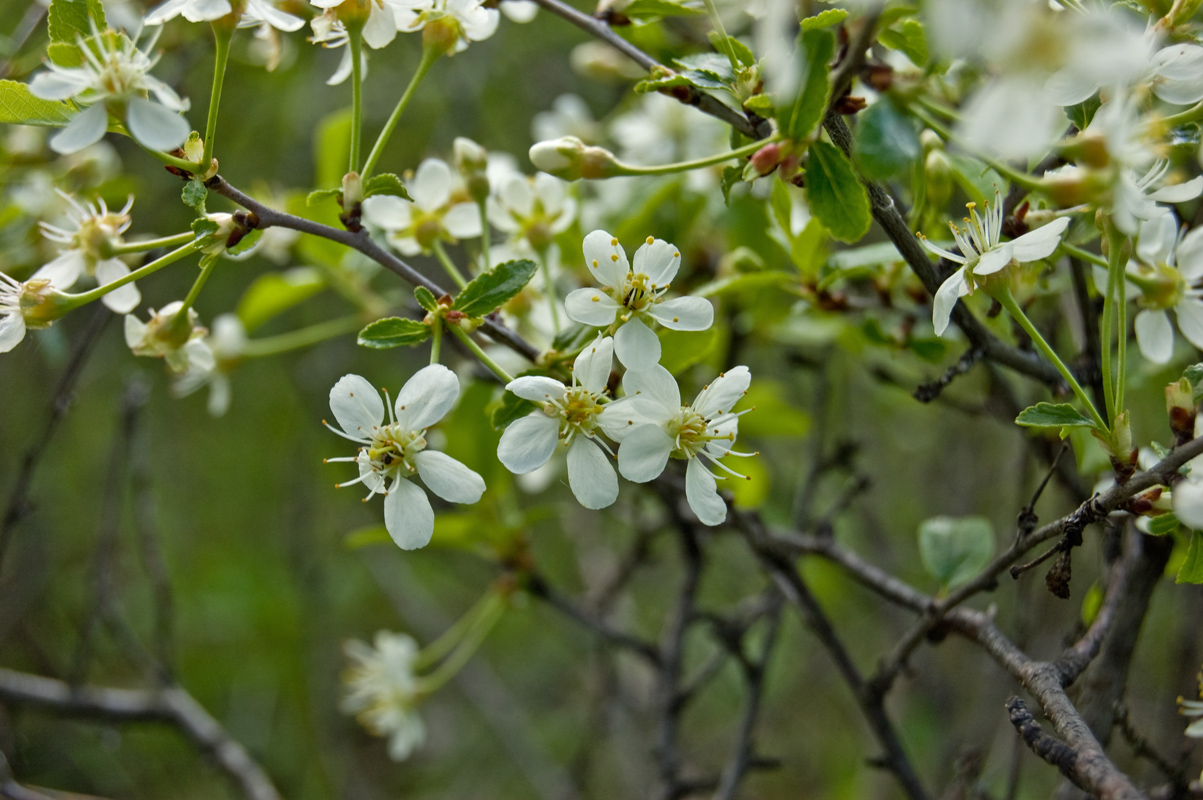 Image of Cerasus fruticosa specimen.