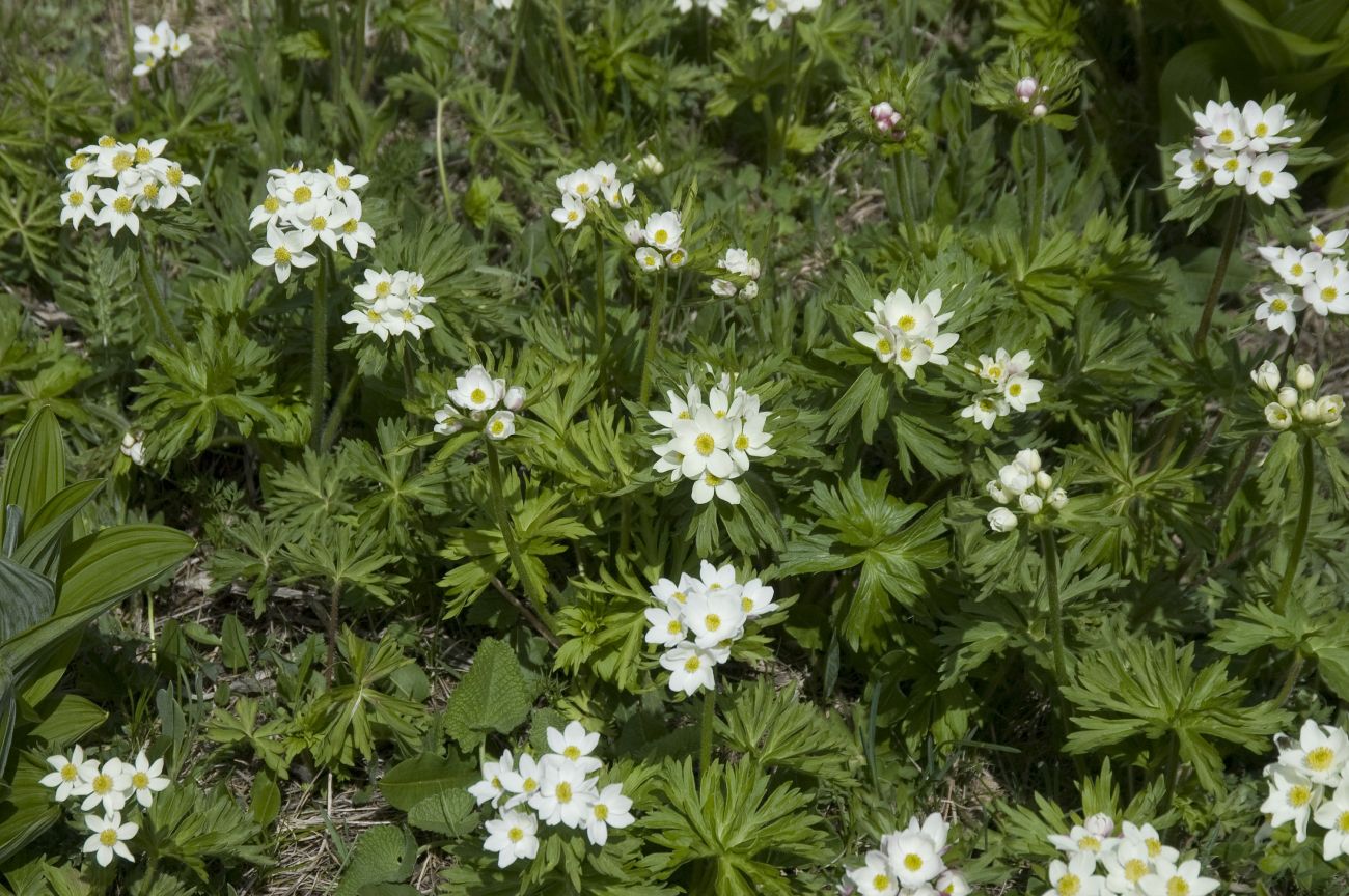 Изображение особи Anemonastrum fasciculatum.