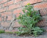 Senecio vernalis. Цветущие растения. Краснодарский край, г. Краснодар, у фундамента дома. 06.04.2018.