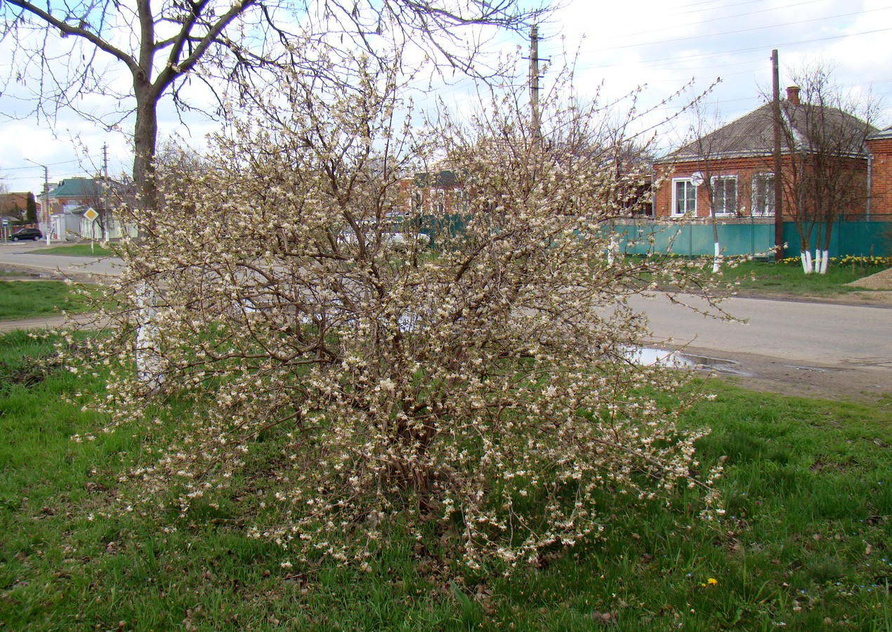Изображение особи Lonicera fragrantissima.