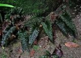 Cephalomanes apiifolium. Взрослые растения. Малайзия, о-в Калимантан, национальный парк Бако, каменистый склон во влажном тропическом лесу. 10.05.2017.
