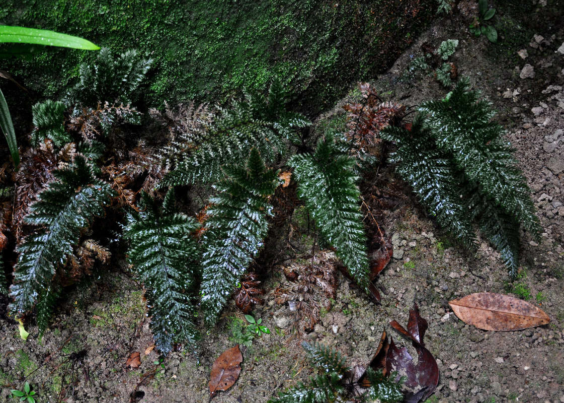 Изображение особи Cephalomanes apiifolium.